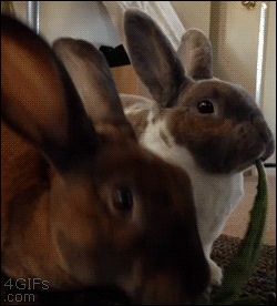 Bunnies end up playing tug of war by eating each end of the same leaf