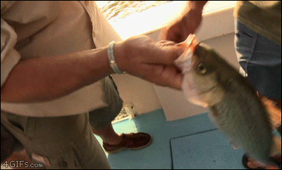 While holding the mouth of the fish he just caught, a hidden parasite jumps out onto his hand