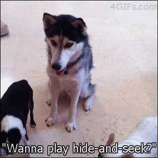Dog is excited to play hide and seek when asked