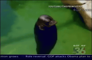 Newscasters imitate a seal spinning in place
