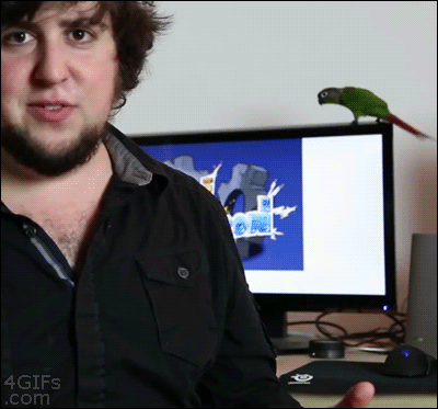 A parrot tries and fails to fly