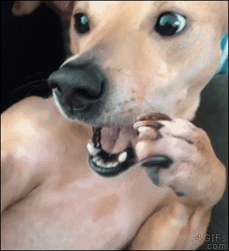 Cute dog pauses before sneezing