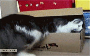 Cat steps into a box and closes the lid for safety