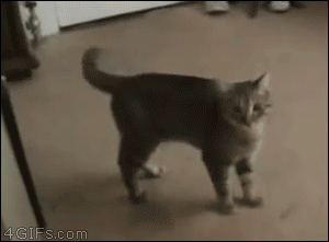 A scared cat reacts like a spaz