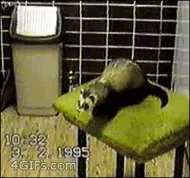 Ferret decides to jump from a table into a trash can