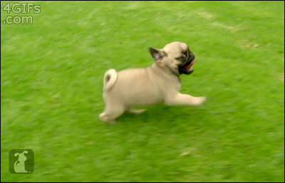 Cute baby pugs enjoy running on grass