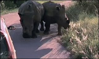 A concerned rhino attacks a car with his horn which pops the tire