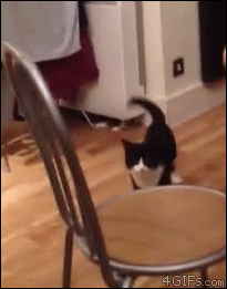 Cat suddenly stands up and hops out of the room