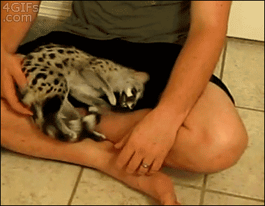 A guy plays with his pet exotic cat