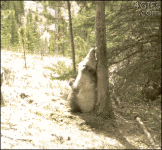 A group of bears enjoys scratching themselves on one particular tree for a long period of time