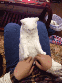 Cat mimics the quick hand movements of her owner