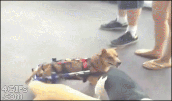 Handicapped dog has a custom made wheelchair which allows him to play with friends
