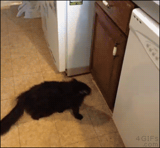 Clever cat makes a step out of a cabinet door in order to reach the counter