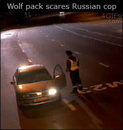 A traffic cop jumps into the car of the person he's giving a ticket to when a pack of wolves charge him