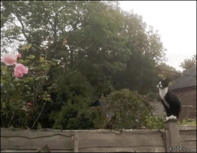 A cat jumps from a fence just in time before it explodes
