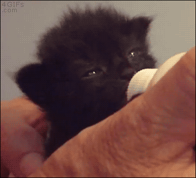 Cute kitten's ears twitch while he's fed from a baby bottle