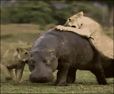 Hippo is unfazed by a group of lions trying to attack him