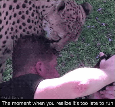 A photographer stays perfectly still so he doesn't upset the cheetah licking his head
