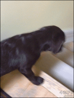 Instead of walking down some stairs a dog slides down them by dragging his back legs