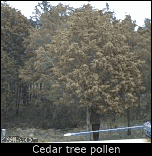 A man shakes a cedar tree and sends all the pollen flying in a cloud