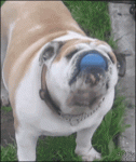 Bulldog-ball-trick
