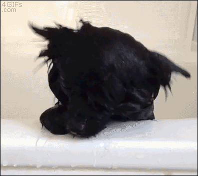 A cute dog is washed in the tub then blow dried to become fluffy