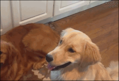 A treat lands on a dog's face and he doesn't know what to do