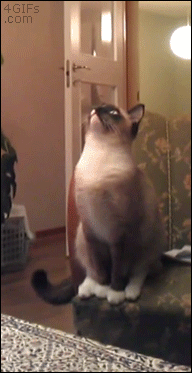 A cat tries to jump from a chair and slips