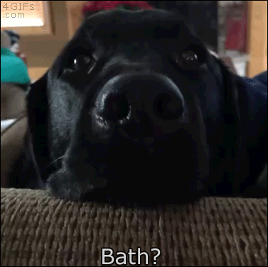 Dog does not like the news that it's bathtime