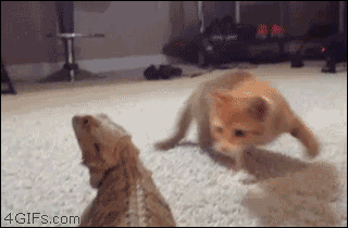 A kitten is confused by a lizard and jumps around before running away
