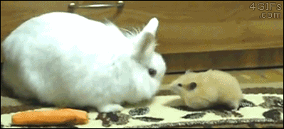A rabbit watches helplessly as a hamster steals his carrot