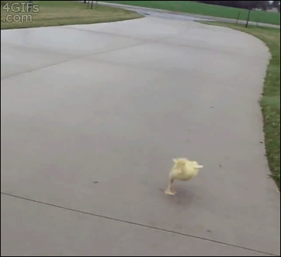 A cute duckling runs towards the camera