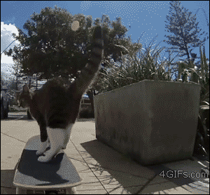 Cat jumps off a skateboard and back onto it as it's rolling