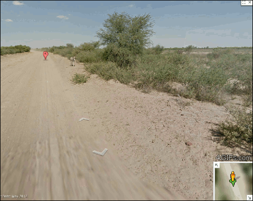 Google street view camera appears to hit a donkey