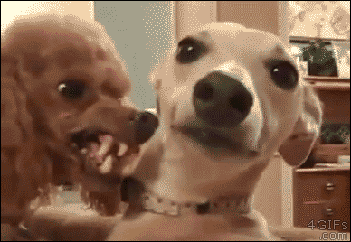 A dog refuses to look at the poodle who's snarling in his face