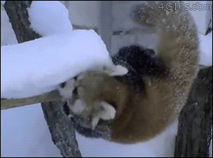 A red panda loves cocaine