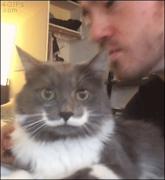 A cat with a moustache slaps it's owner when kissed