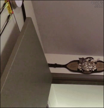A sugar glider jumps from the ceiling to the camera
