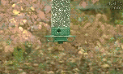A squirrel jumps onto a bird feeder but spins and falls