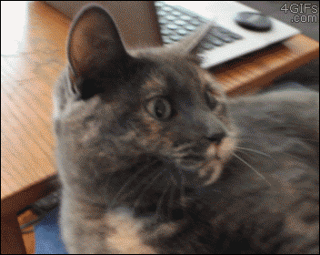 Cat has an odd reaction to salad tongs being put on it's face