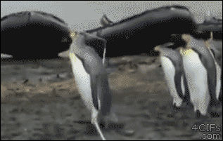 A group of penguins can't cross a low rope without tripping on it first