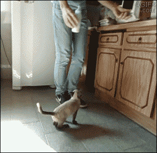 A kitten climbs up a guy's leg and is fed from a bottle like a baby