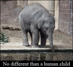 A baby elephant blows bubbles in water with it's trunk