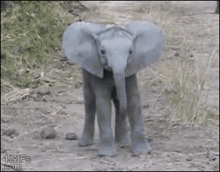 A baby elephant starts to charge but quickly changes it's mind and retreats