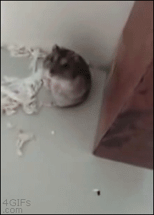 A hamster pretends to get shot and killed by a finger gun