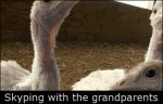 Turkeys-skyping-grandparents