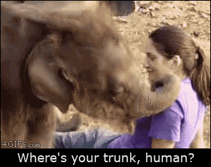 A baby elephant feels a girl's face with it's trunk