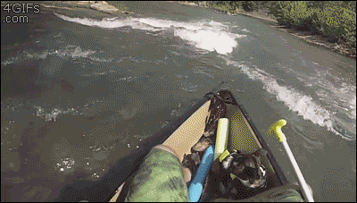 A dog in a canoe falls overboard but his owner quickly saves him