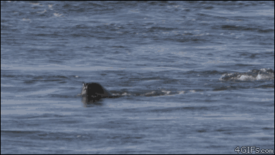 A killer whale swimming fast runs into a seal