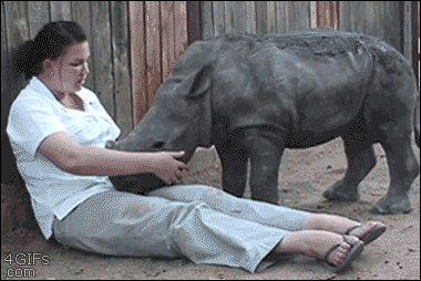 A baby rhino lies on a woman's lap so it can get rubbed